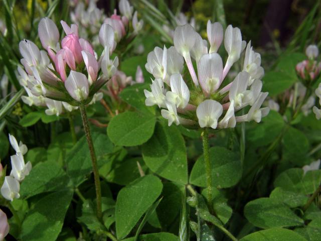 Jetel (Trifolium clypeatum L.)