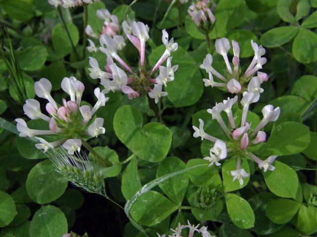 Jetel (Trifolium clypeatum L.)