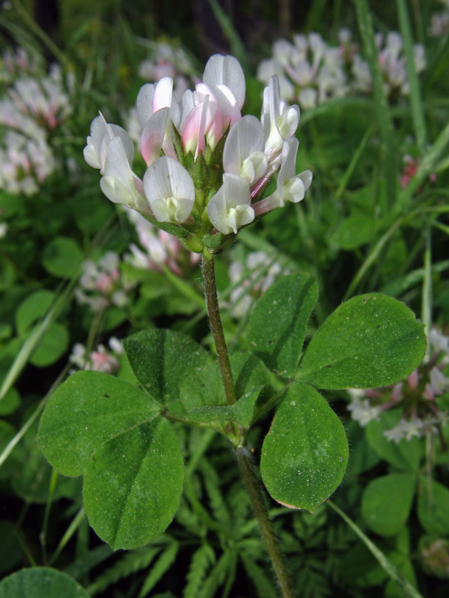 Jetel (Trifolium clypeatum L.)