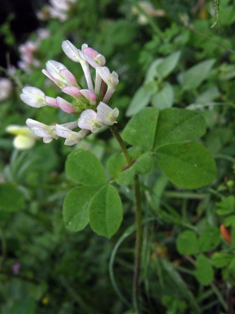 Jetel (Trifolium clypeatum L.)