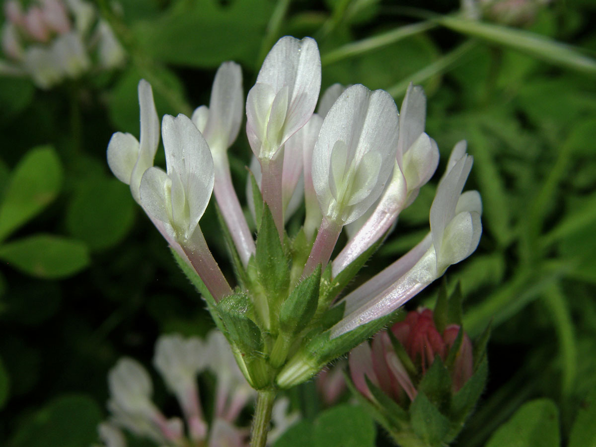 Jetel (Trifolium clypeatum L.)