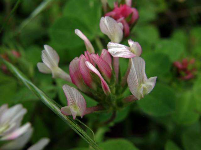 Jetel (Trifolium clypeatum L.)