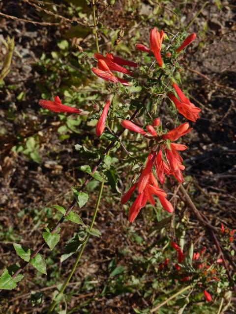 Keckiella cordifolia (Benth.) Straw