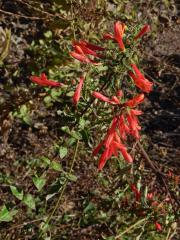 Keckiella cordifolia (Benth.) Straw   