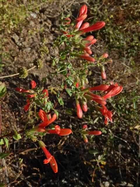 Keckiella cordifolia (Benth.) Straw