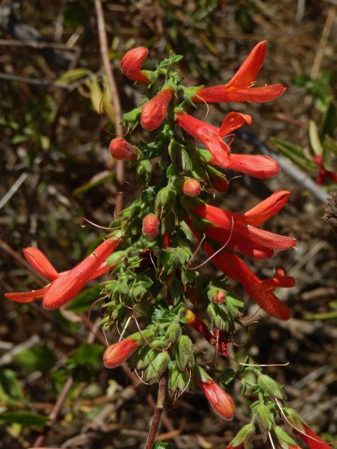 Keckiella cordifolia (Benth.) Straw