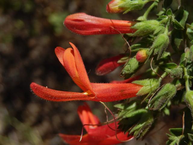 Keckiella cordifolia (Benth.) Straw