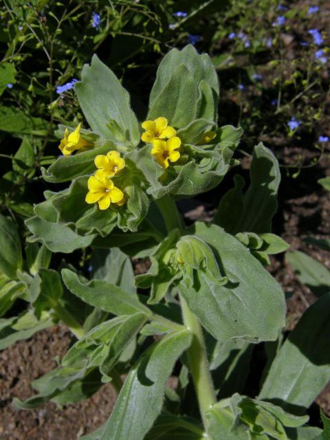 Kamejník východní (Alkanna orientalis (L.) Boiss)