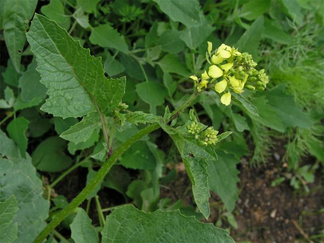 Hořčice polní (Sinapis arvensis L.)