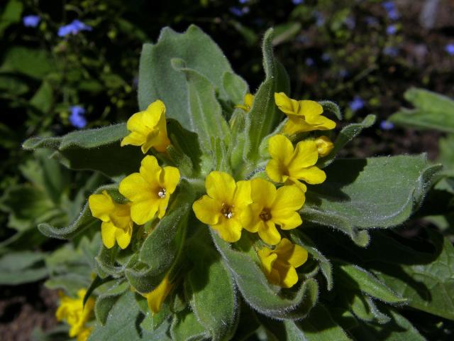 Kamejník východní (Alkanna orientalis (L.) Boiss)