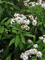 Kopretinovec (Argyranthemum pinnatifidum (L.f.) R.T. Lowe)