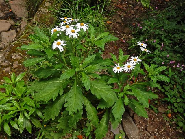 Kopretinovec (Argyranthemum pinnatifidum (L.f.) R.T. Lowe)