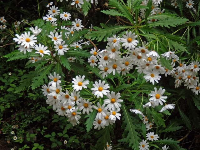 Kopretinovec (Argyranthemum pinnatifidum (L.f.) R.T. Lowe)