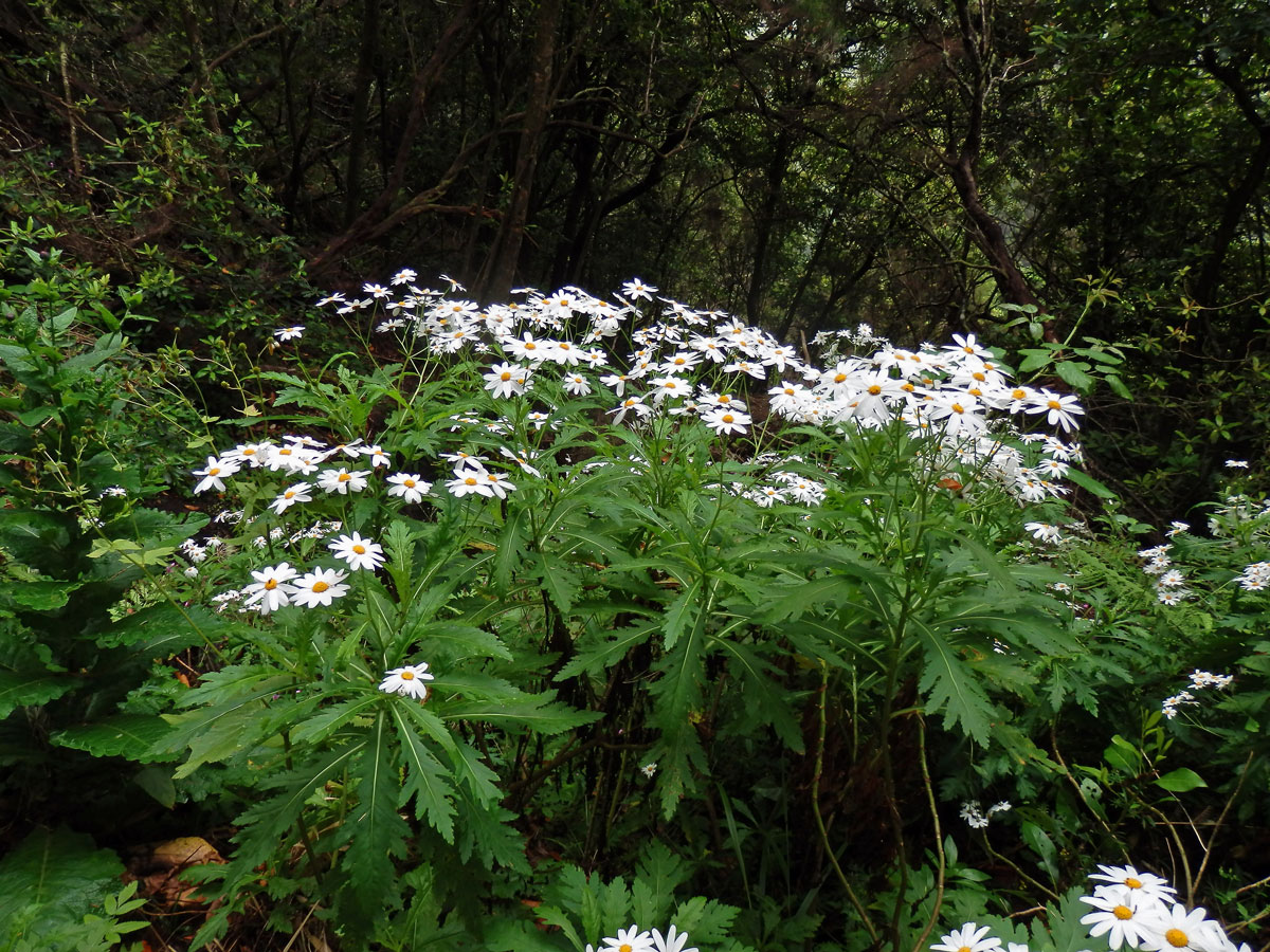 Kopretinovec (Argyranthemum pinnatifidum (L.f.) R.T. Lowe)