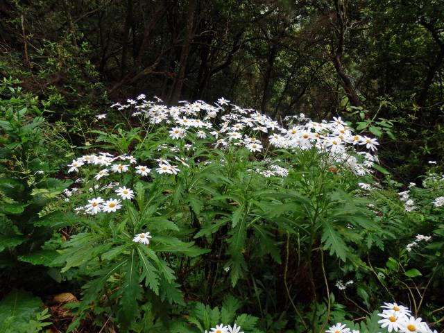 Kopretinovec (Argyranthemum pinnatifidum (L.f.) R.T. Lowe)