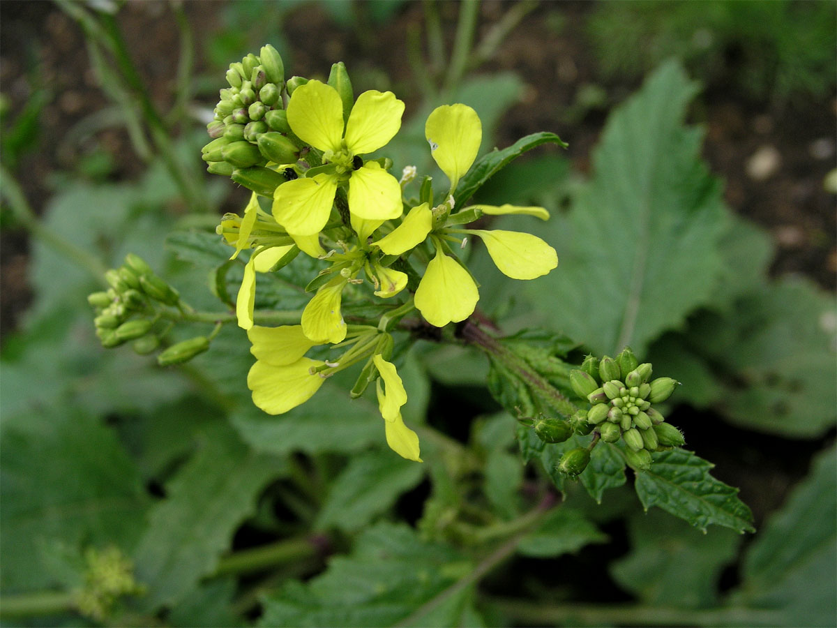 Hořčice polní (Sinapis arvensis L.)