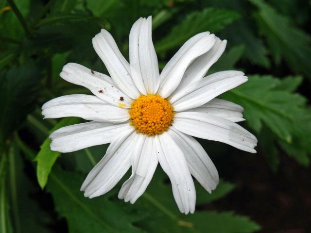 Kopretinovec (Argyranthemum pinnatifidum (L.f.) R.T. Lowe)