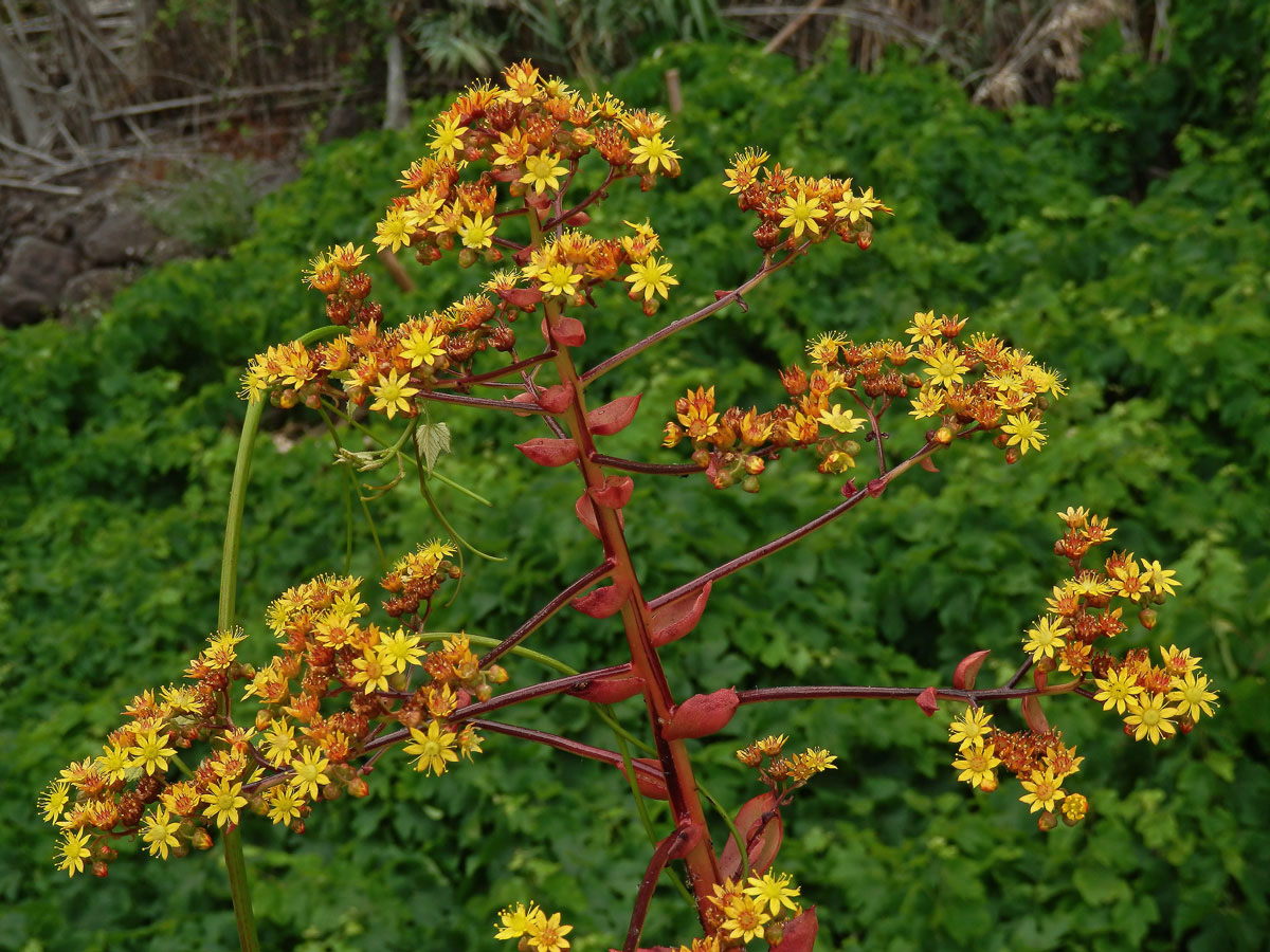 Eonium (Aeonium glutinosum (Ait.) Webb & Berthel.)