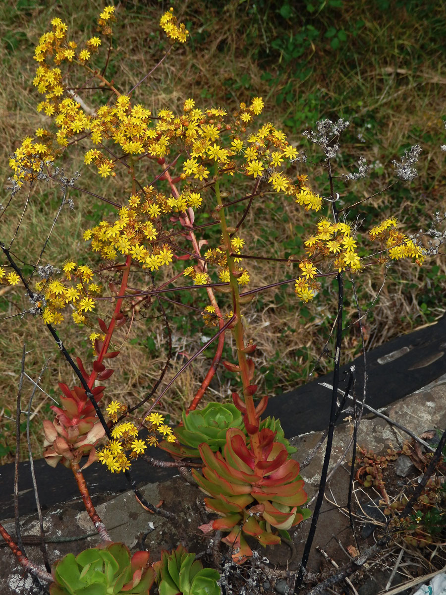 Eonium (Aeonium glutinosum (Ait.) Webb & Berthel.)