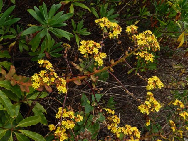 Eonium (Aeonium glutinosum (Ait.) Webb & Berthel.)