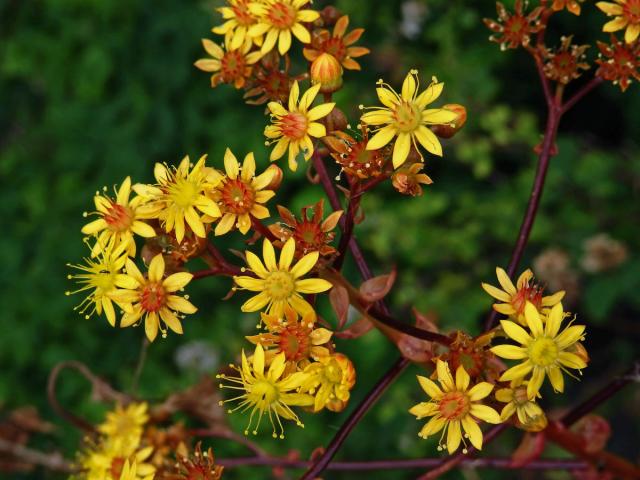 Eonium (Aeonium glutinosum (Ait.) Webb & Berthel.)