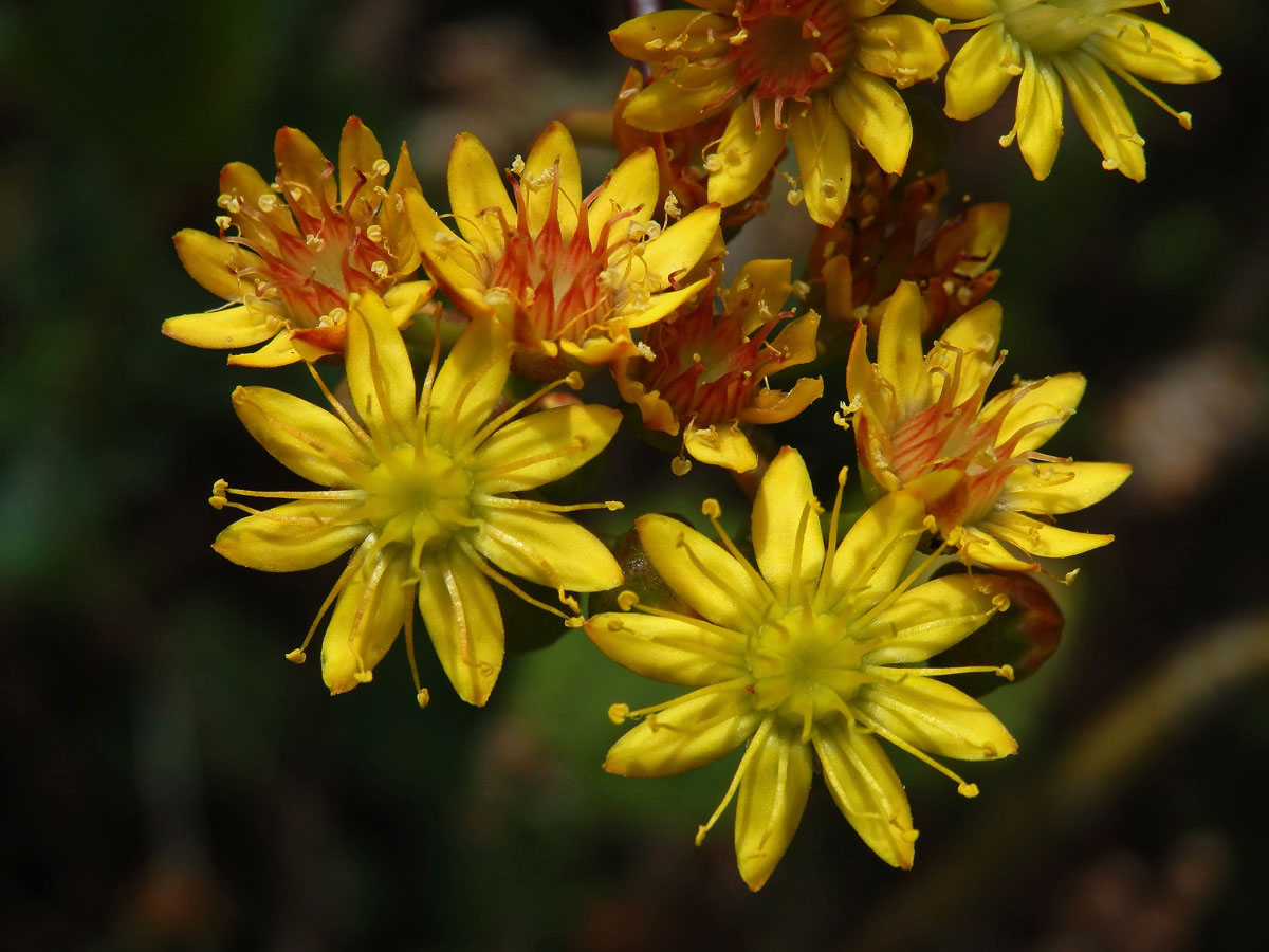 Eonium (Aeonium glutinosum (Ait.) Webb & Berthel.)