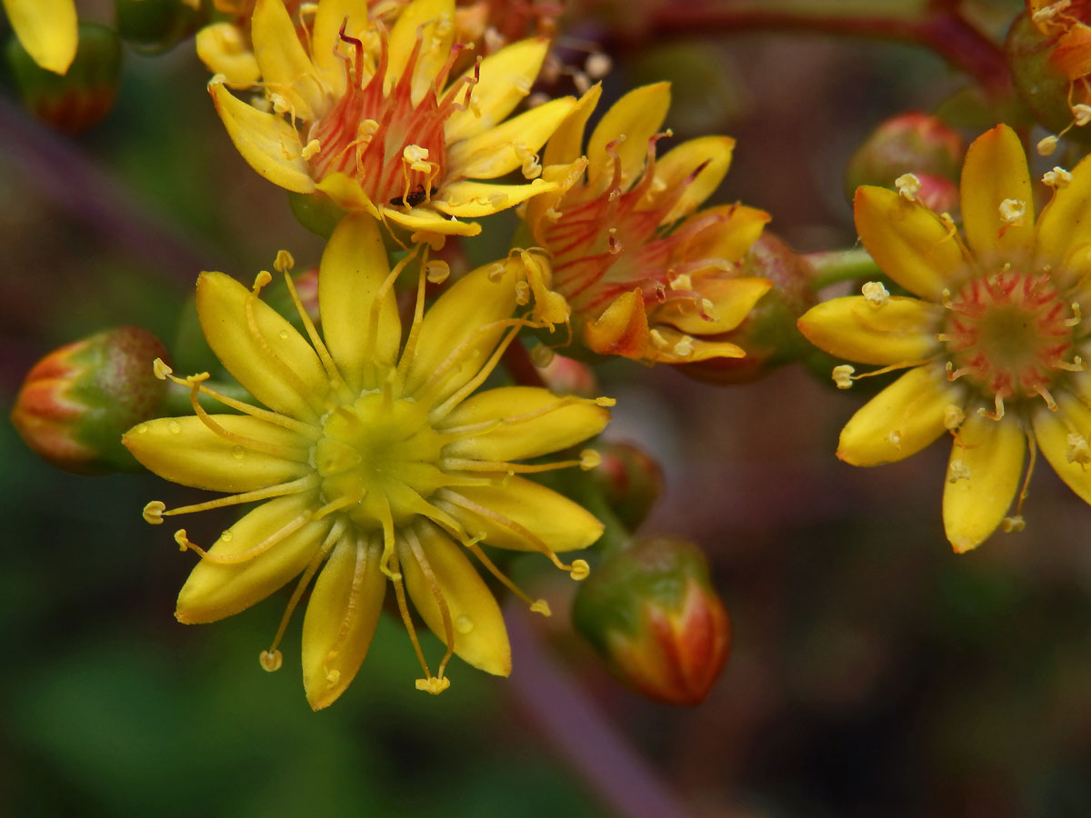 Eonium (Aeonium glutinosum (Ait.) Webb & Berthel.)