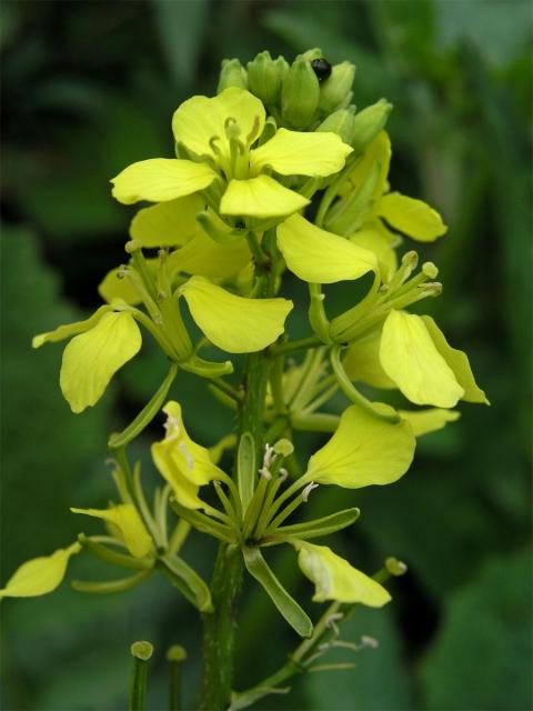 Hořčice polní (Sinapis arvensis L.)