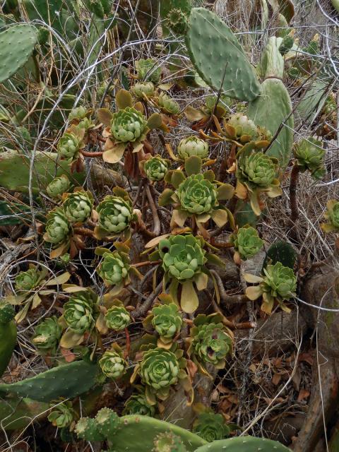 Eonium (Aeonium glutinosum (Ait.) Webb & Berthel.)