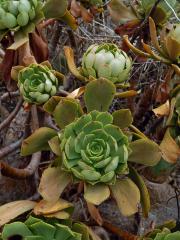 Eonium (Aeonium glutinosum (Ait.) Webb & Berthel.)