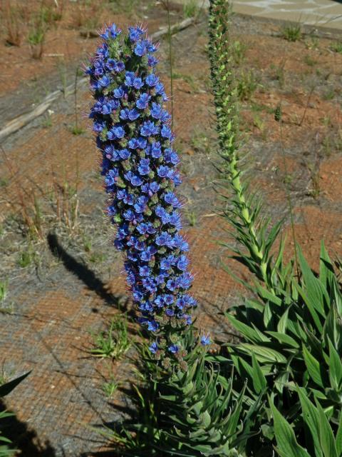 Hadinec (Echium candicans L. fil.)