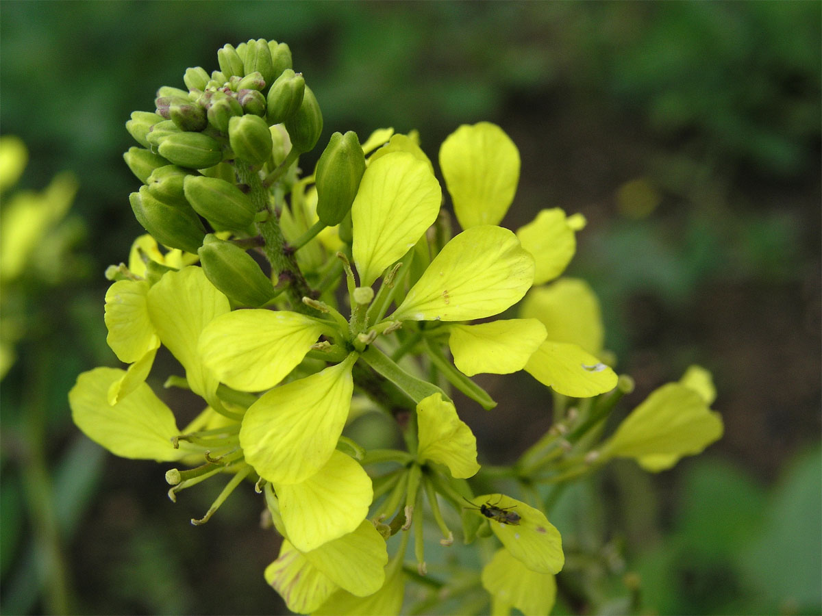 Hořčice polní (Sinapis arvensis L.)