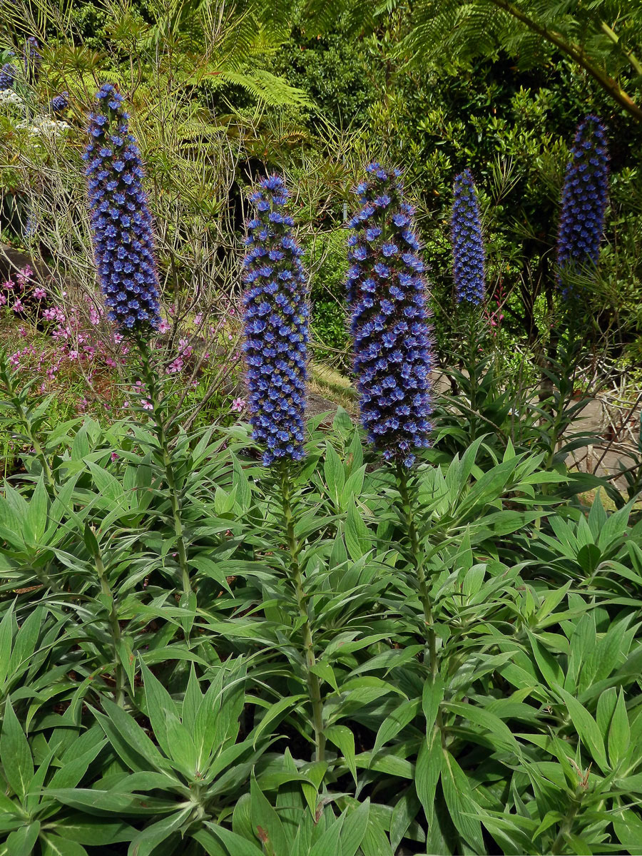 Hadinec (Echium candicans L. fil.)