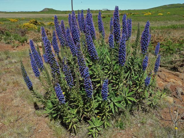 Hadinec (Echium candicans L. fil.)