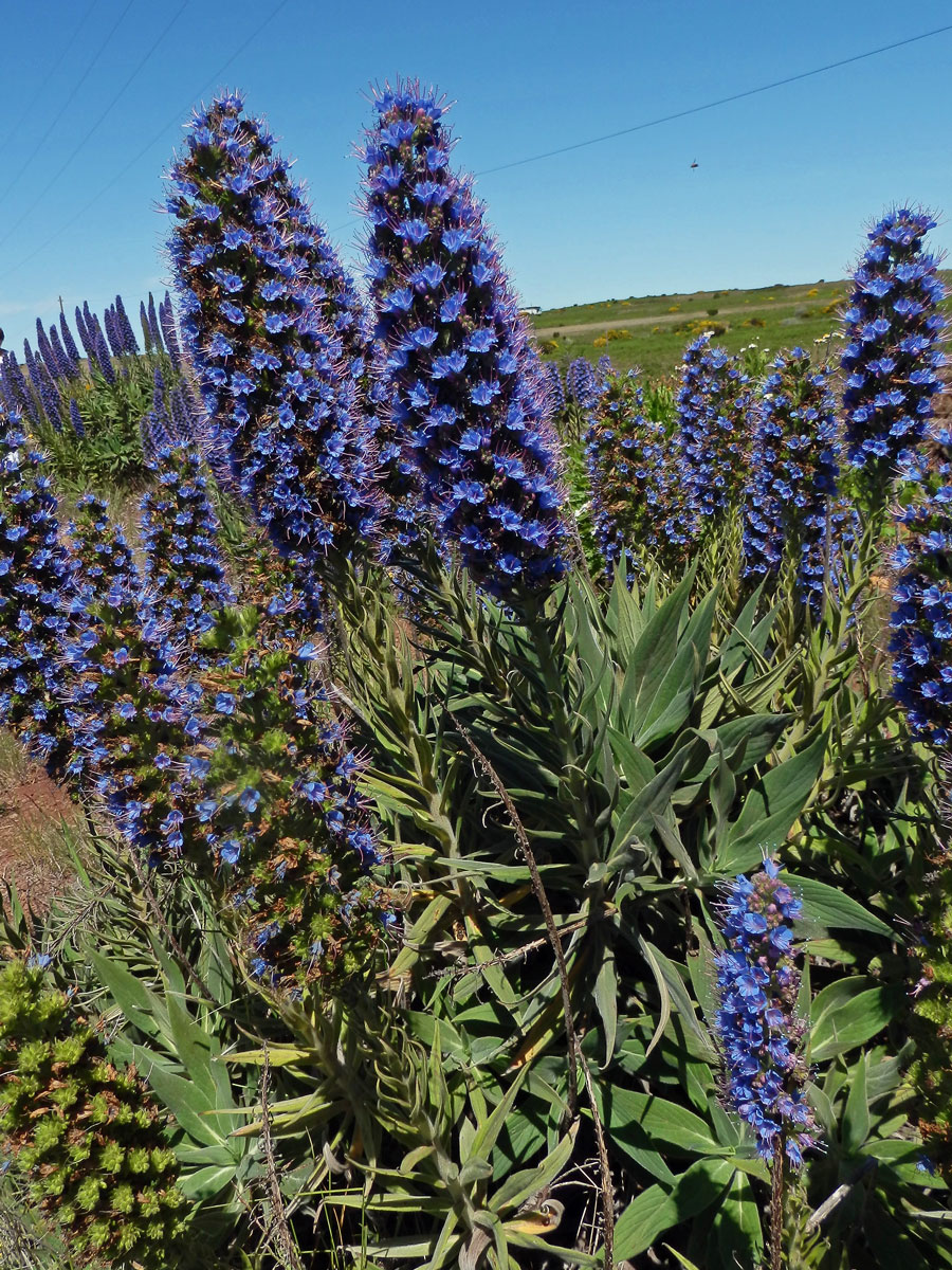 Hadinec (Echium candicans L. fil.)