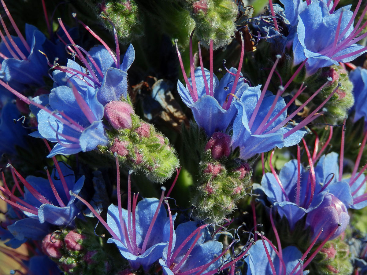 Hadinec (Echium candicans L. fil.)