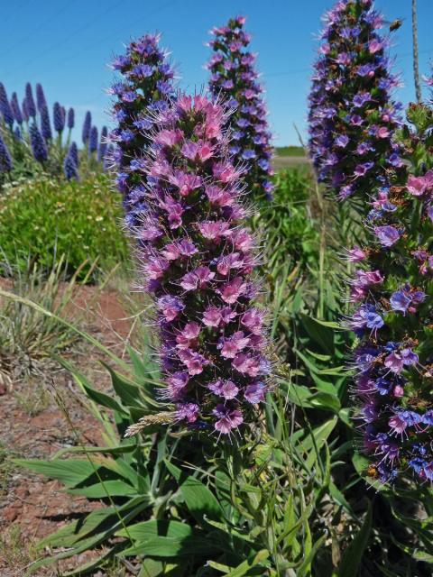 Hadinec (Echium candicans L. fil.)