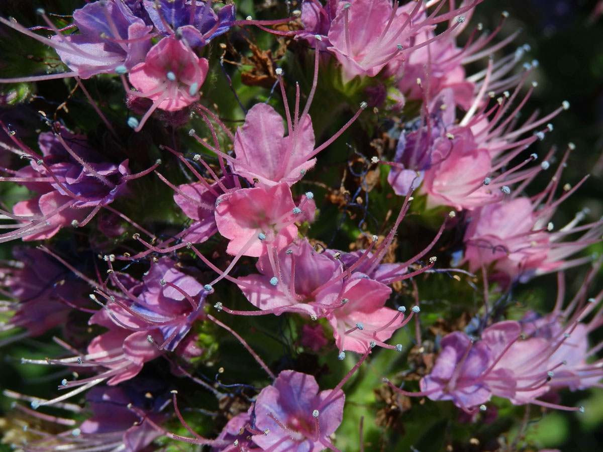 Hadinec (Echium candicans L. fil.)