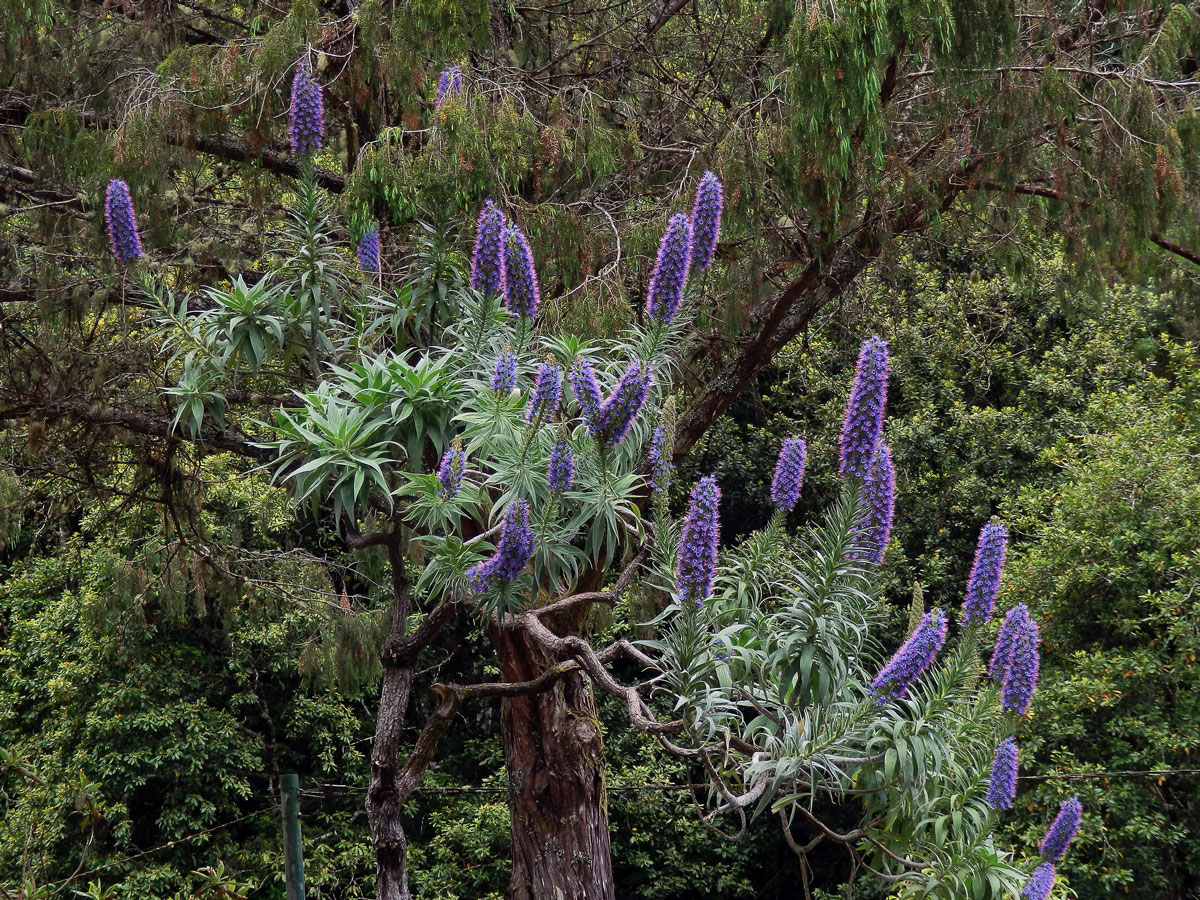 Hadinec (Echium candicans L. fil.)