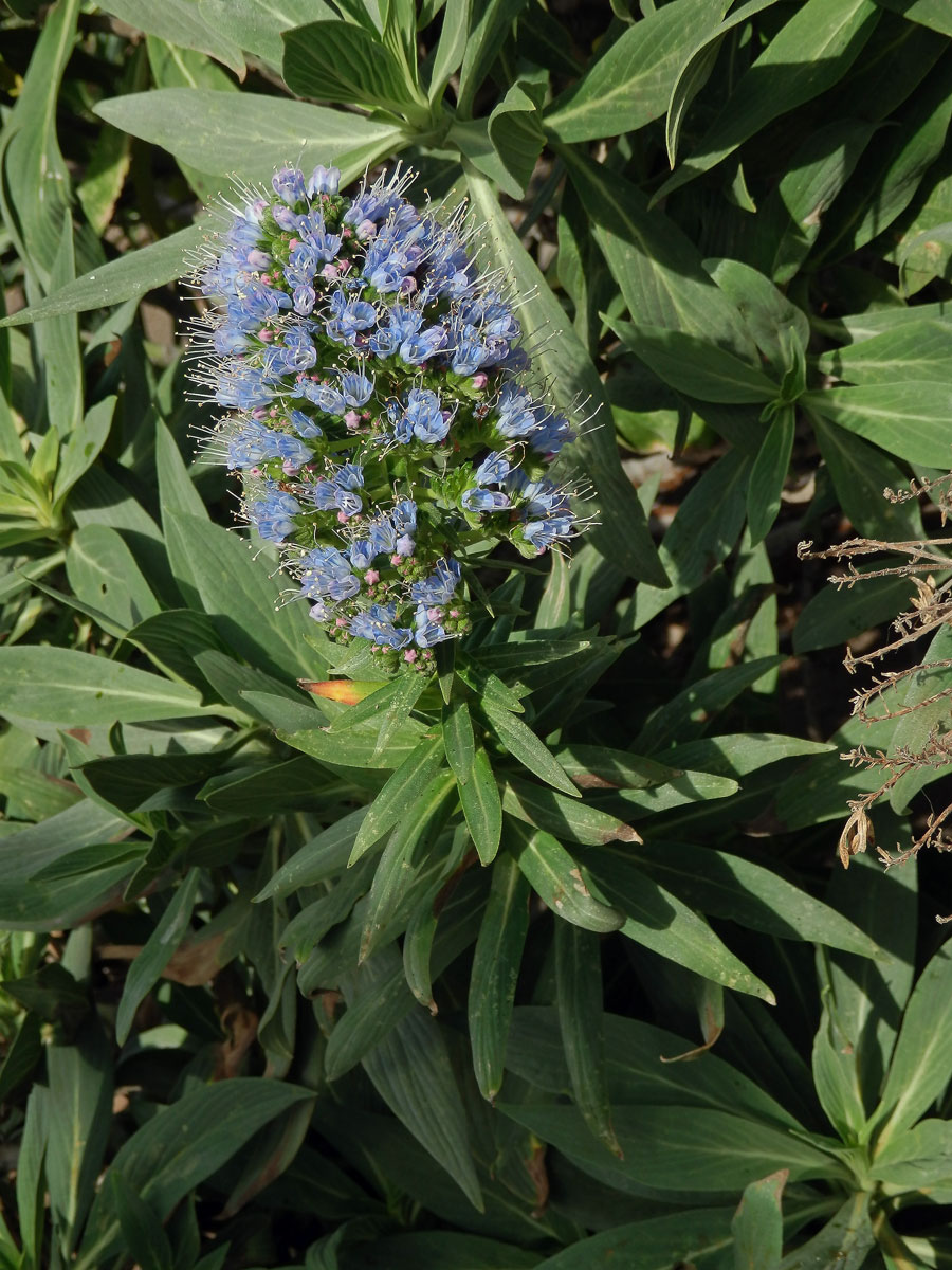 Hadinec (Echium nervosum Dryand. in Ait.)