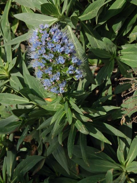 Hadinec (Echium nervosum Dryand. in Ait.)