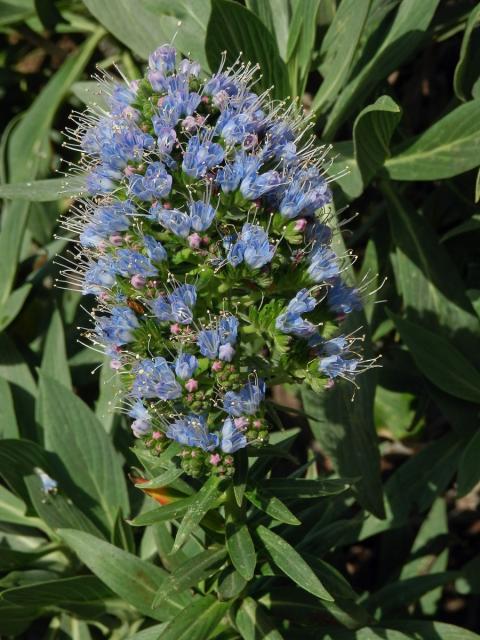 Hadinec (Echium nervosum Dryand. in Ait.)