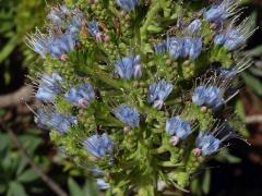 Hadinec (Echium nervosum Dryand. in Ait.)