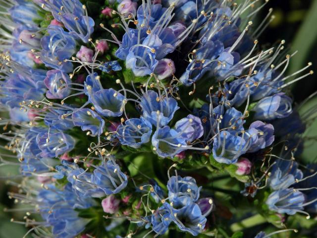 Hadinec (Echium nervosum Dryand. in Ait.)