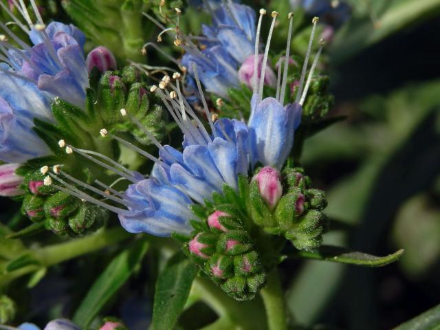 Hadinec (Echium nervosum Dryand. in Ait.)