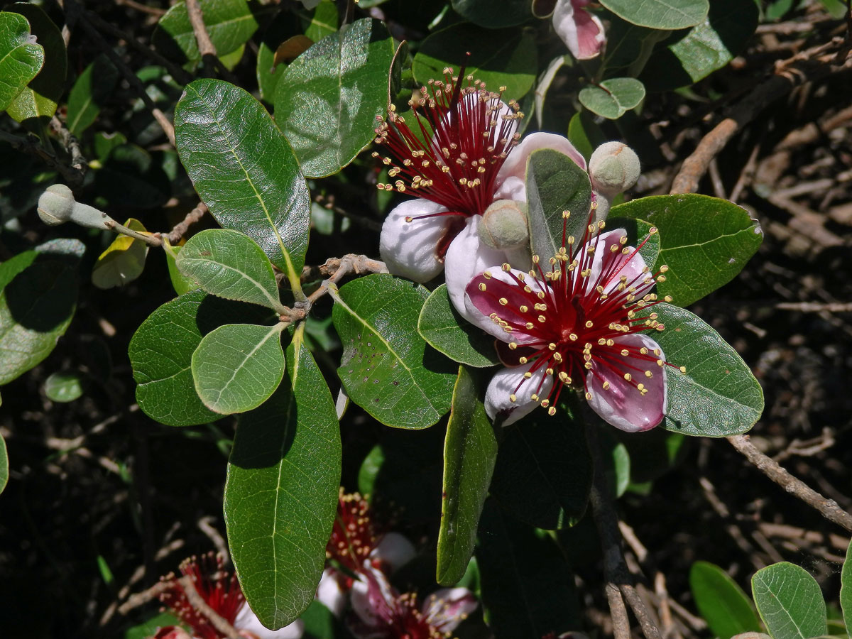 Acca selloviana (O. Berg) Burret