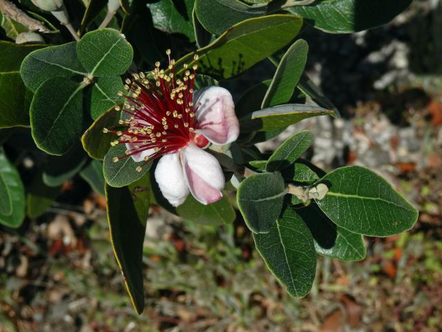 Acca selloviana (O. Berg) Burret