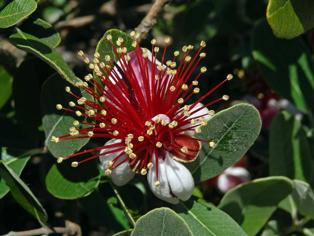 Acca selloviana (O. Berg) Burret