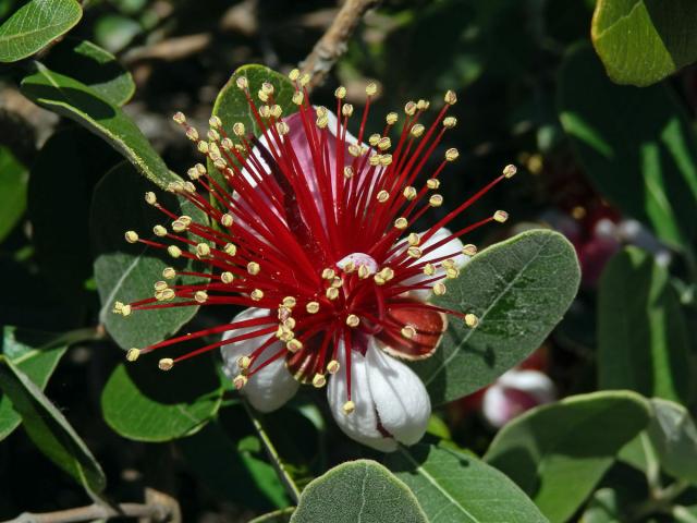 Acca selloviana (O. Berg) Burret