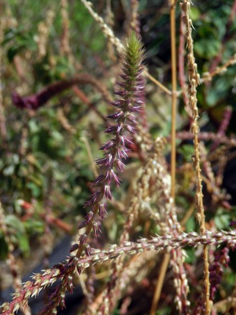 Achyranthes aspera L.